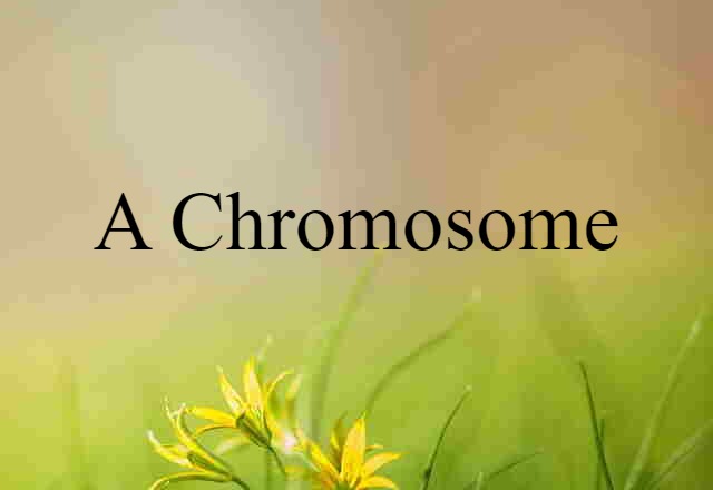 A chromosome