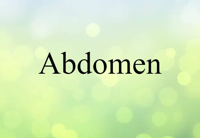 Abdomen (noun) Definition, Meaning & Examples