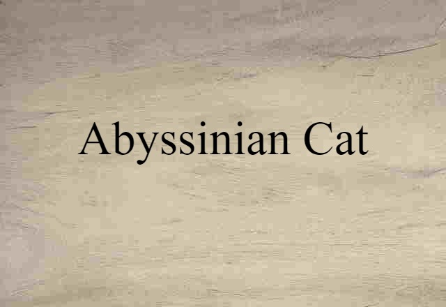 Abyssinian cat