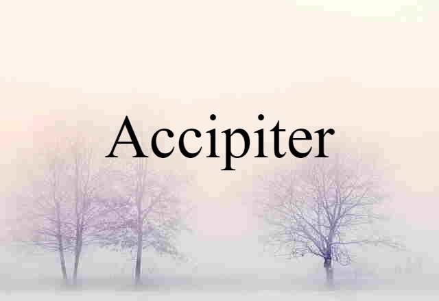 Accipiter (noun) Definition, Meaning & Examples