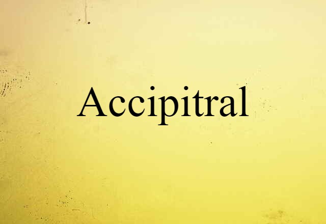 Accipitral (noun) Definition, Meaning & Examples