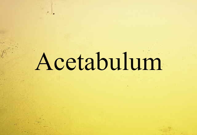 Acetabulum (noun) Definition, Meaning & Examples