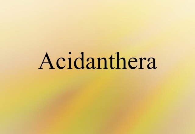 Acidanthera (noun) Definition, Meaning & Examples