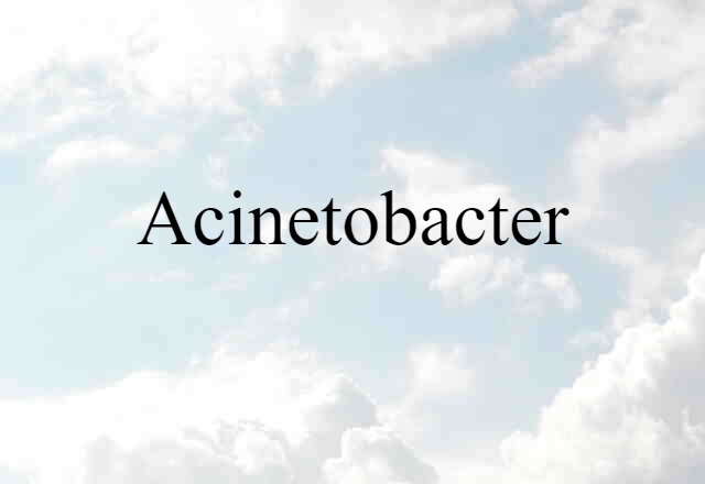 Acinetobacter (noun) Definition, Meaning & Examples