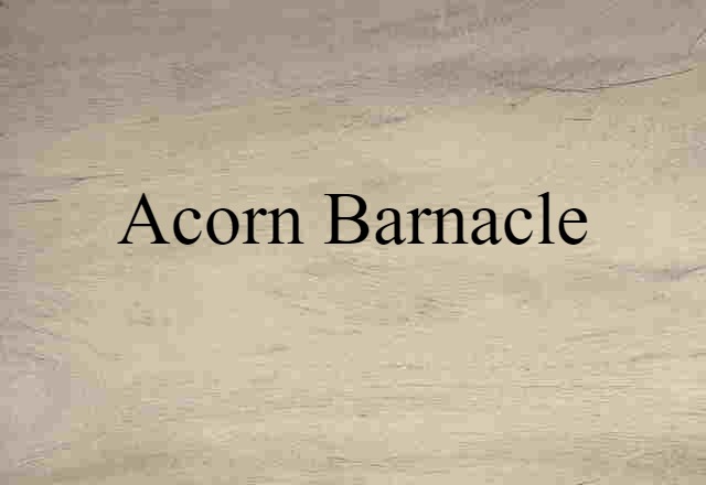 Acorn Barnacle (noun) Definition, Meaning & Examples