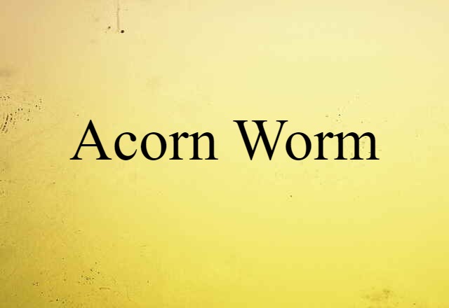 acorn worm