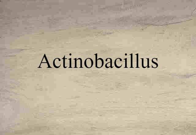 Actinobacillus (noun) Definition, Meaning & Examples