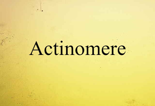 actinomere