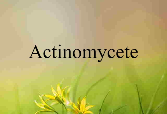 Actinomycete (noun) Definition, Meaning & Examples