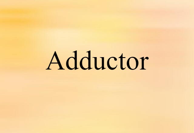 Adductor (noun) Definition, Meaning & Examples