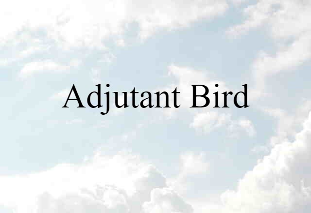 adjutant bird