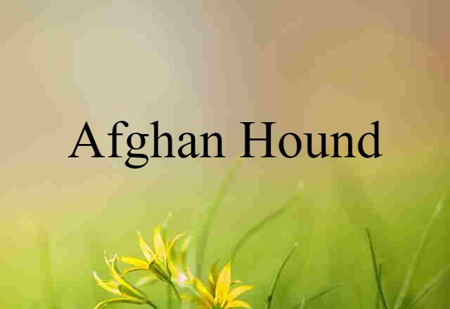 Afghan hound