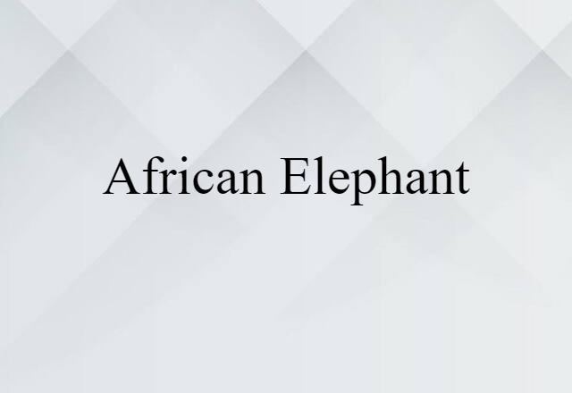 African elephant