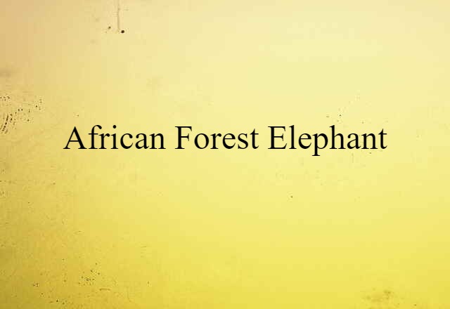 African forest elephant