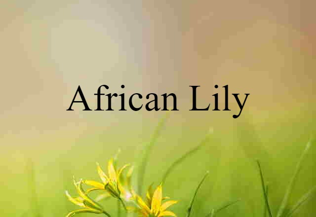 African Lily (noun) Definition, Meaning & Examples