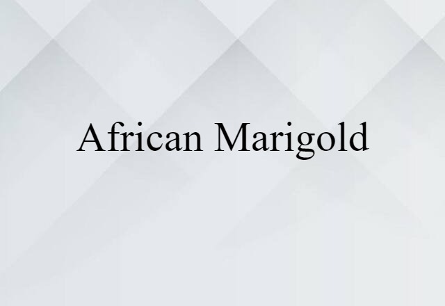 African Marigold (noun) Definition, Meaning & Examples