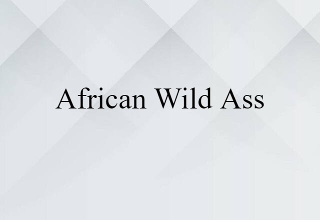 African wild ass