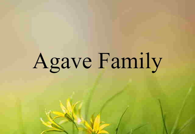 Agave Family (noun) Definition, Meaning & Examples