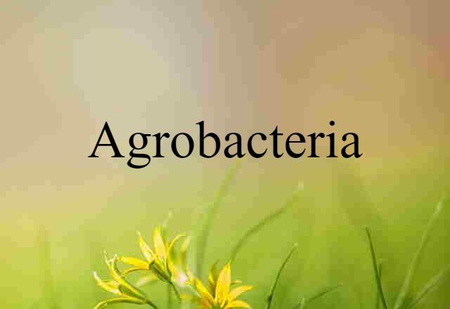 agrobacteria