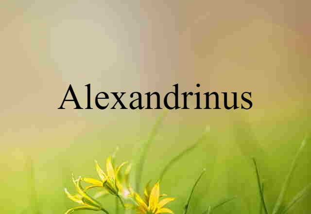 Alexandrinus