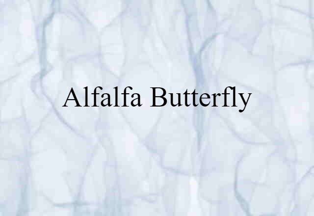 Alfalfa Butterfly (noun) Definition, Meaning & Examples