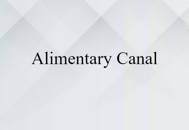 alimentary canal