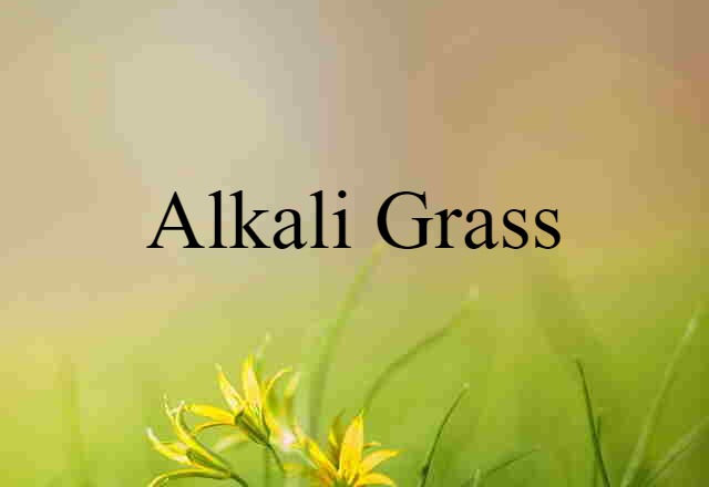 Alkali Grass (noun) Definition, Meaning & Examples