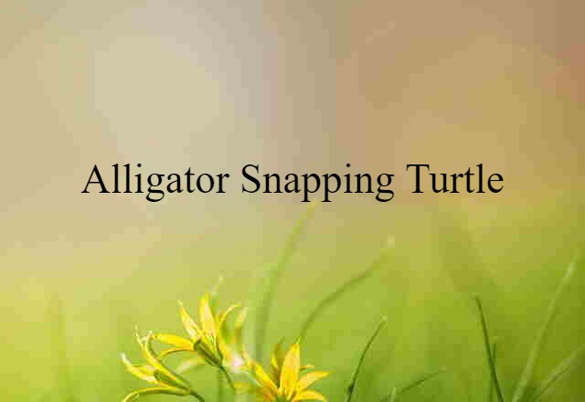 Alligator Snapping Turtle (noun) Definition, Meaning & Examples