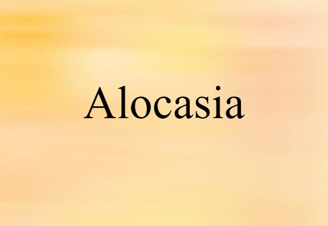 alocasia