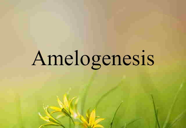 amelogenesis