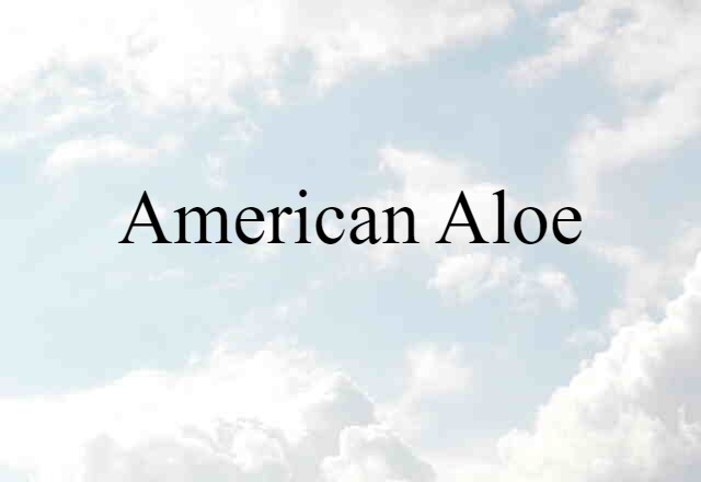 American Aloe (noun) Definition, Meaning & Examples