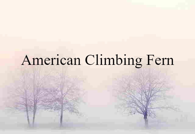 American climbing fern