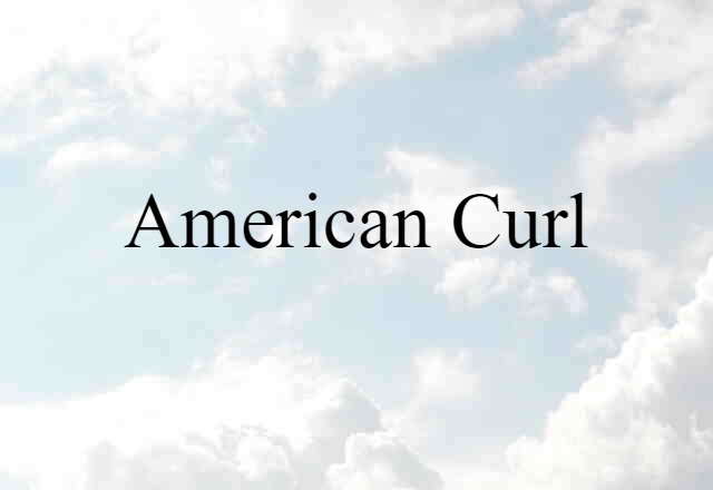 American Curl