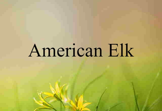 American Elk (noun) Definition, Meaning & Examples