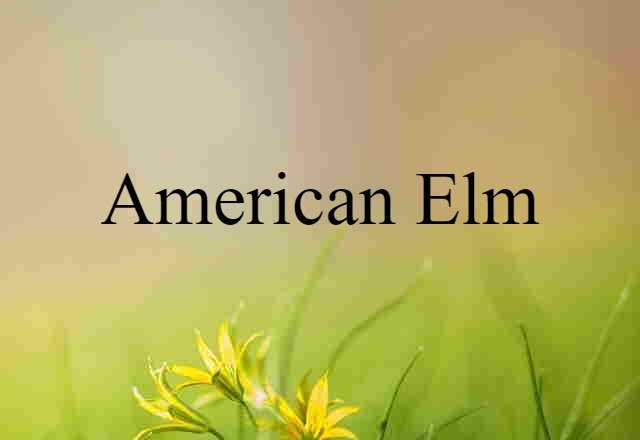 American Elm (noun) Definition, Meaning & Examples