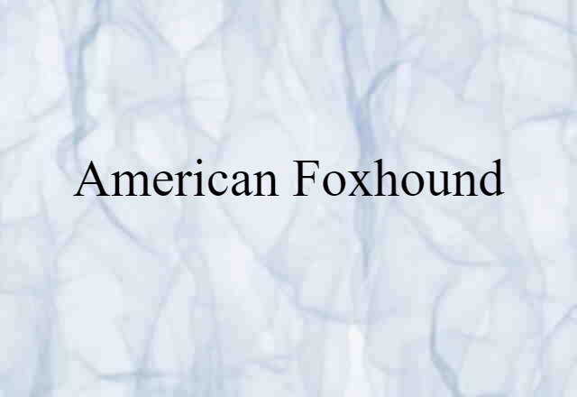 American foxhound