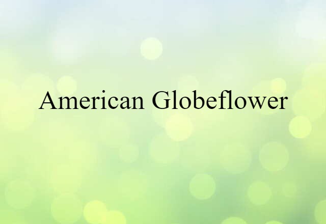 American Globeflower (noun) Definition, Meaning & Examples