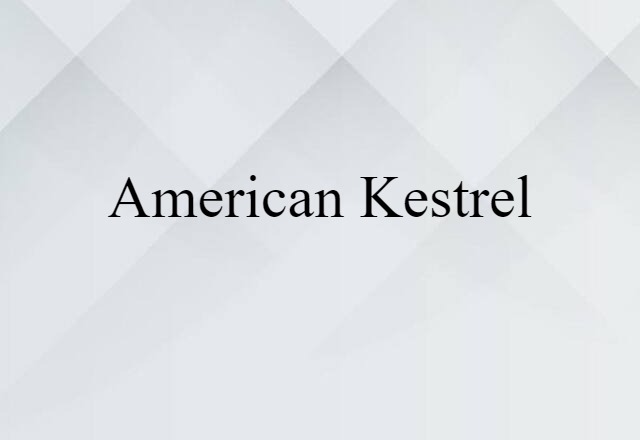 American Kestrel (noun) Definition, Meaning & Examples