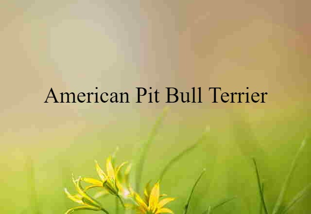 American pit bull terrier