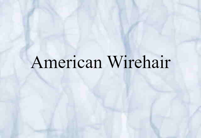 American Wirehair (noun) Definition, Meaning & Examples