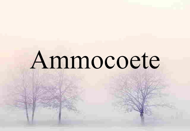 ammocoete