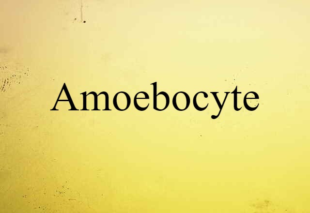 amoebocyte