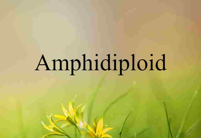 amphidiploid