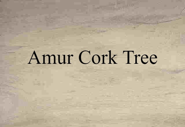 Amur cork tree