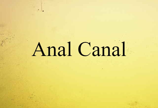 anal canal