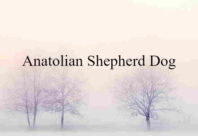 Anatolian shepherd dog