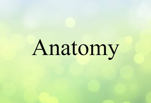 Anatomy (noun) Definition, Meaning & Examples