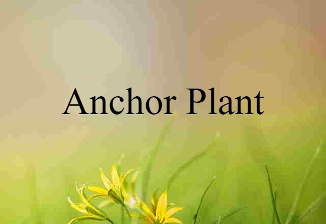 anchor plant