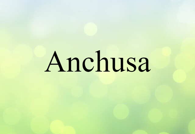 Anchusa (noun) Definition, Meaning & Examples