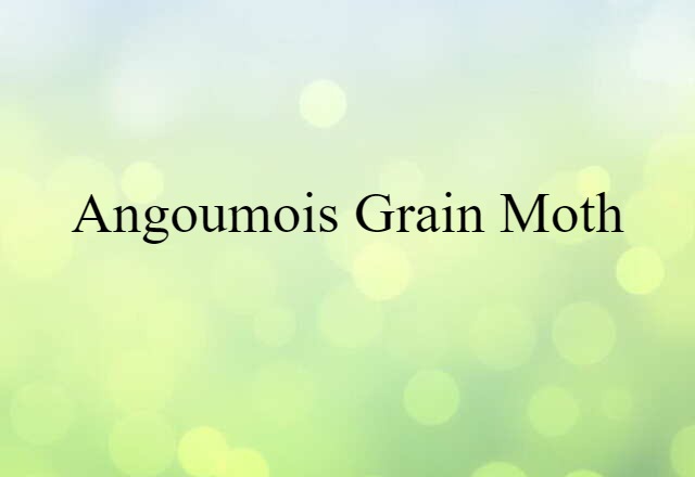 Angoumois Grain Moth (noun) Definition, Meaning & Examples